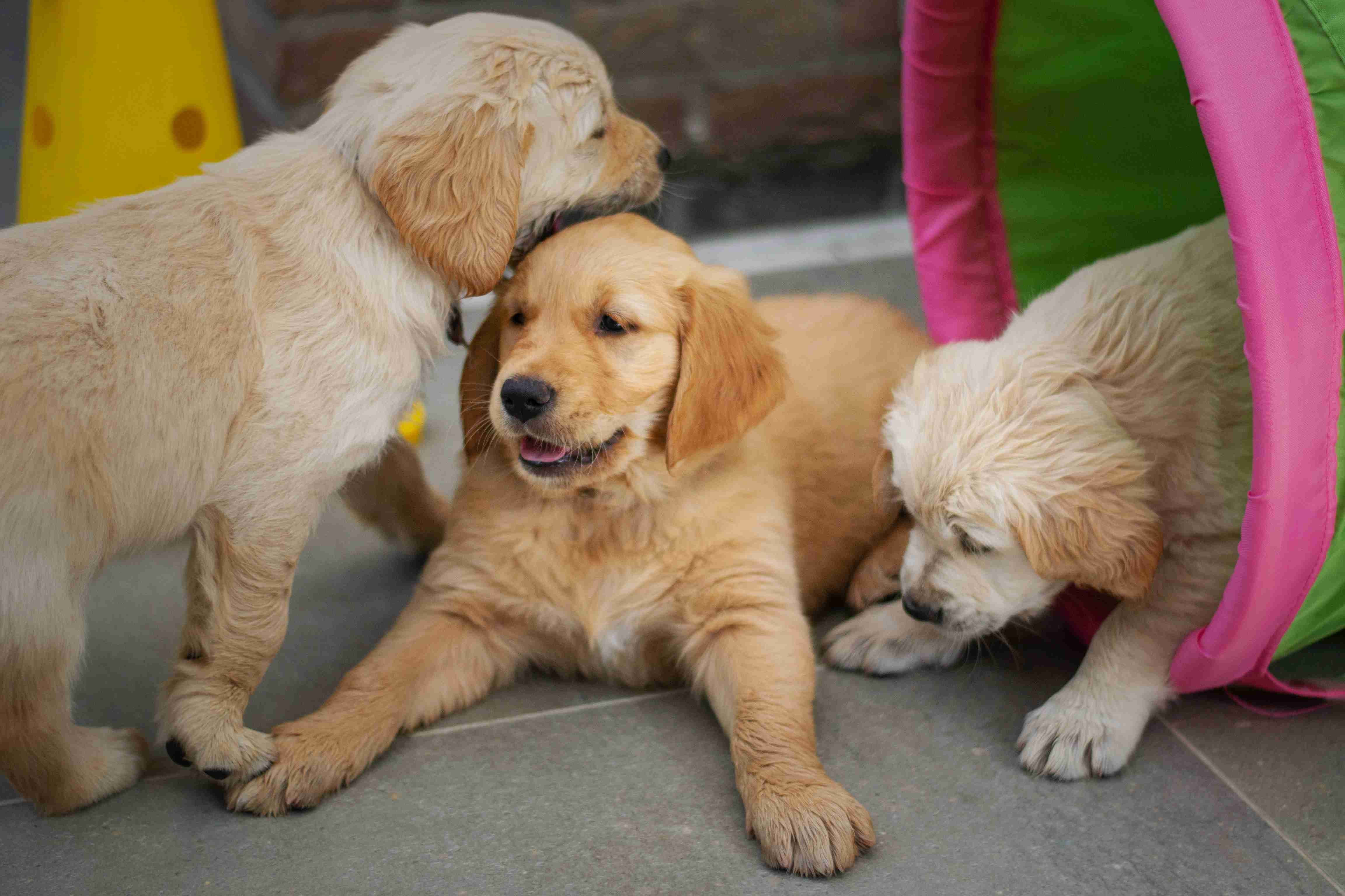 How can I crate train my Golden Retriever?